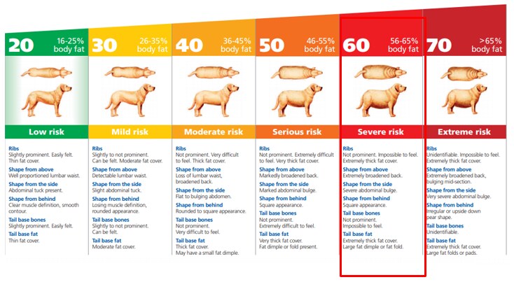 pet weight loss calculator pet weight loss calculator