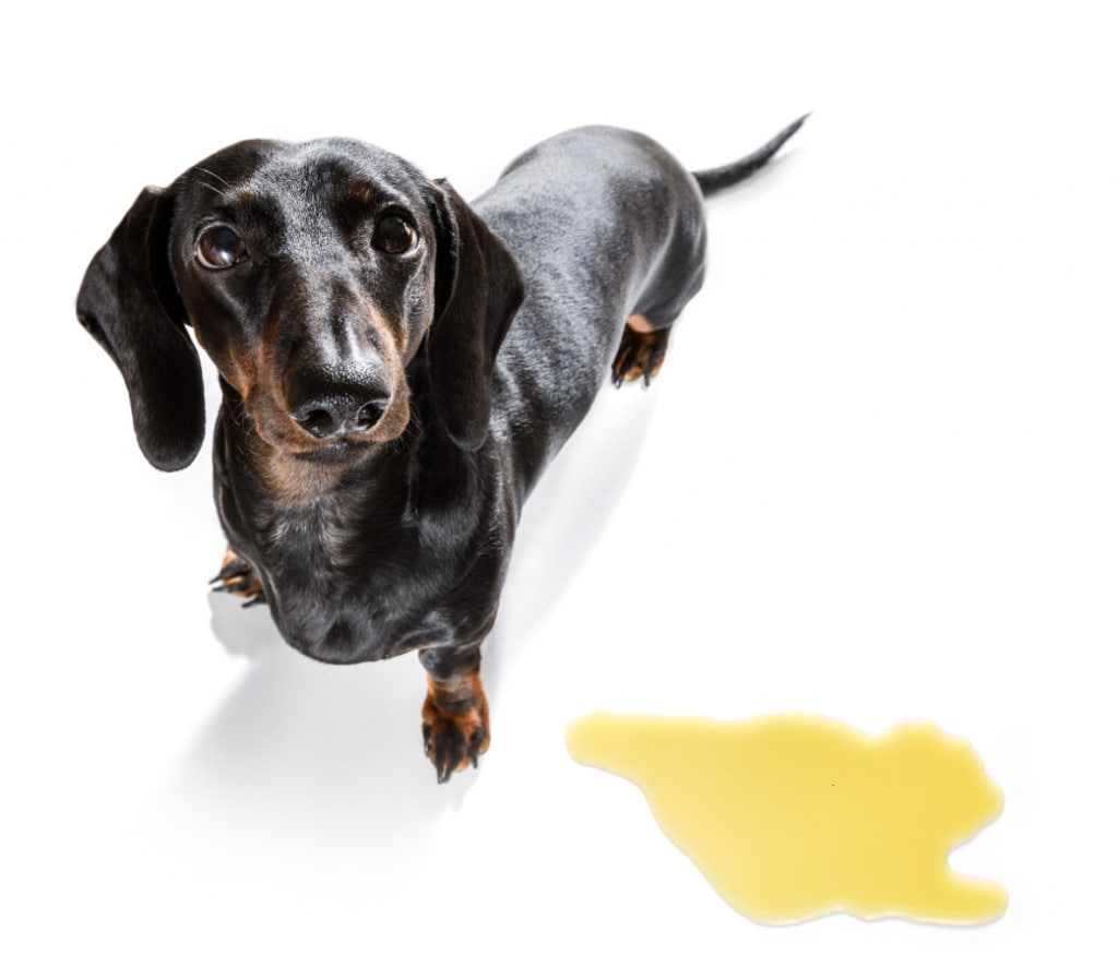 Dachshund standing next to puddle of urine.