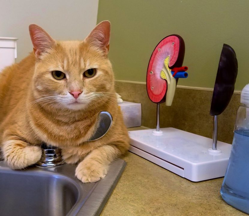Cats with CKD: Feeding Considerations — Hill's Veterinary Nutrition Blog