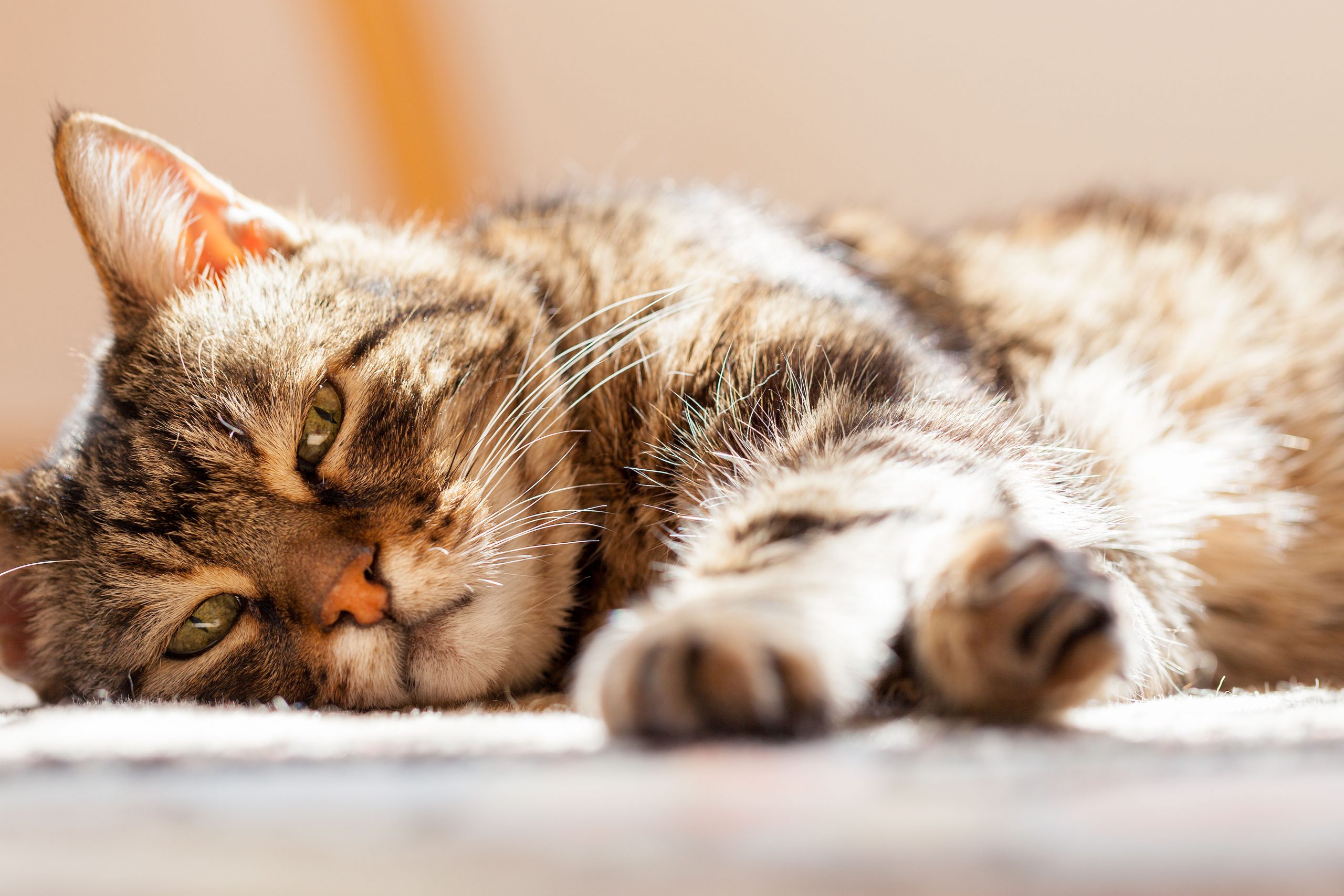 Old Cat lying in the sun