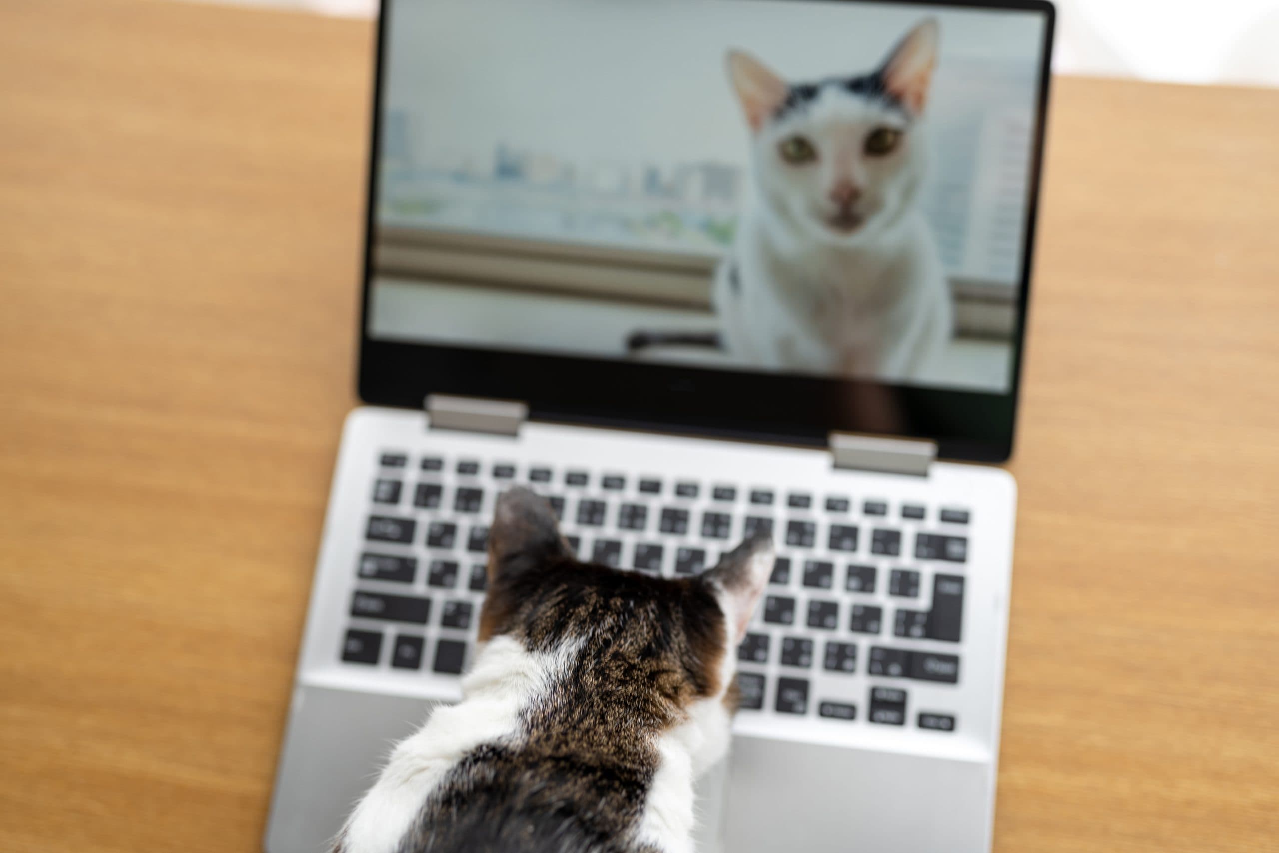 Cat on Video Call