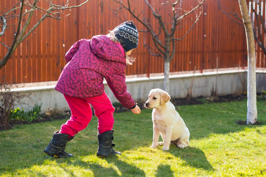 Image of a 6 years old girl training her Labrador retriever puppy in backyard.