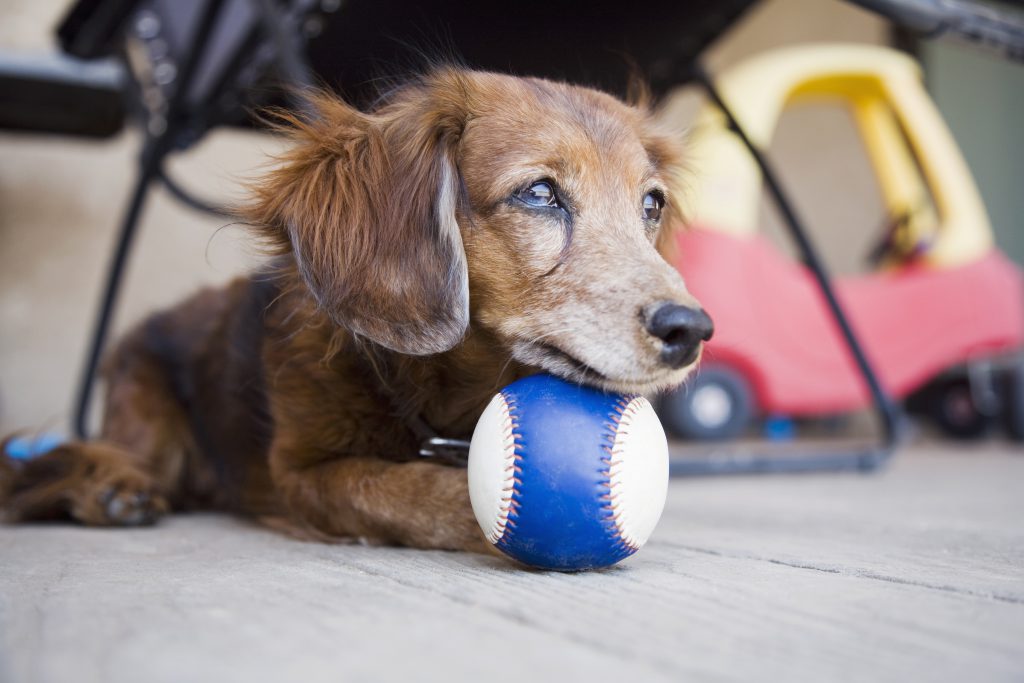 Canine Alzheimer’s