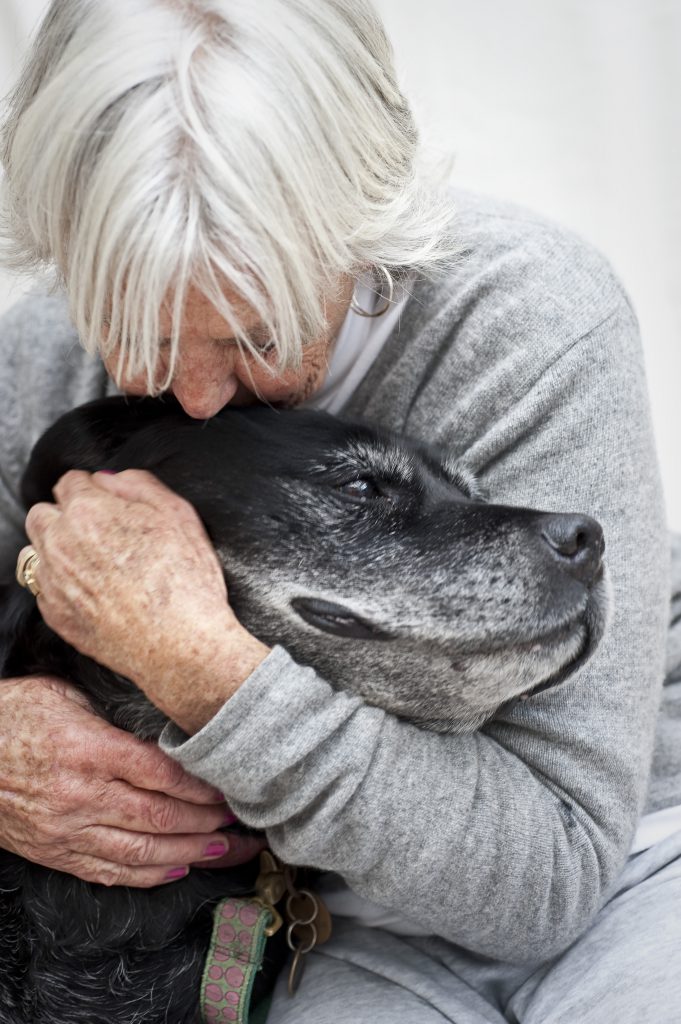 canine brain ageing